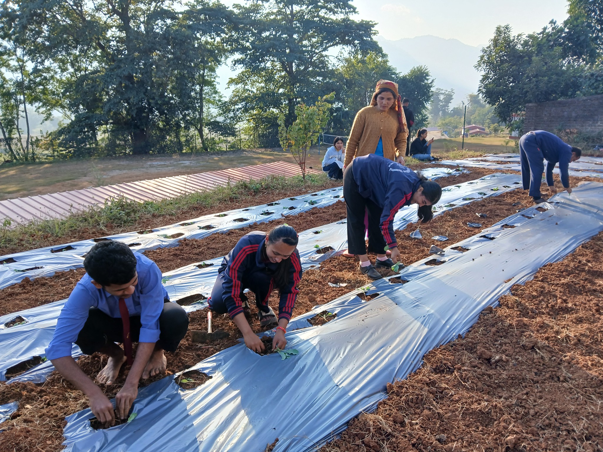 Students planting vegetables